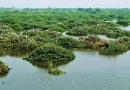 வேடந்தாங்கல் சரணாலயத்தில் குவிந்த வெளிநாட்டு பறவைகள் – சுற்றுலா பயணிகள் வரத்து அதிகரித்தது