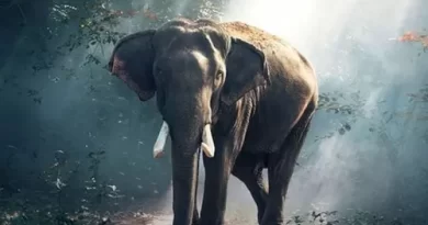 12 நாட்களில் 16 பேரை கொன்ற யானை – ஜார்கண்டில் அட்டகாசம்