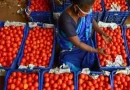 கோயம்பேடு காய்கறி சந்தையில் மீண்டும் தக்காளி விலை கிடுகிடு உயர்வு..!